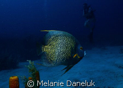 French Angelfish with diver by Melanie Daneluk 